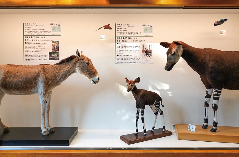 よこはま動物園ズーラシア 25周年企画展 Back ZOO the Future