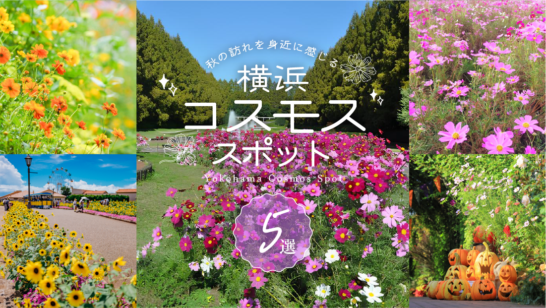 【横浜コスモス スポット5選】