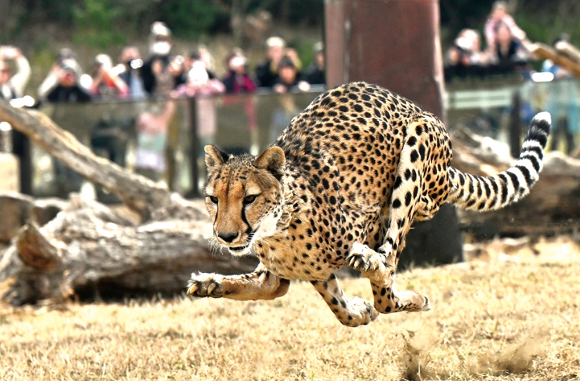 「国際チーターの日イベント」