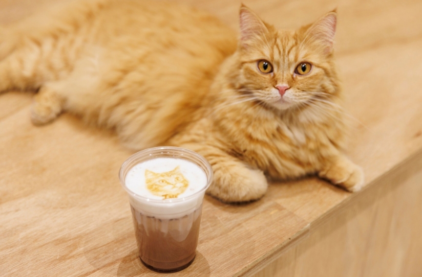 Cat Café MOFF　イオンモール川口前川店