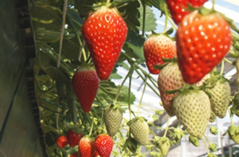 上尾市内で楽しめる「いちご狩り」