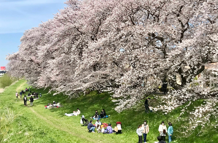 第11回北越谷さくらまつり