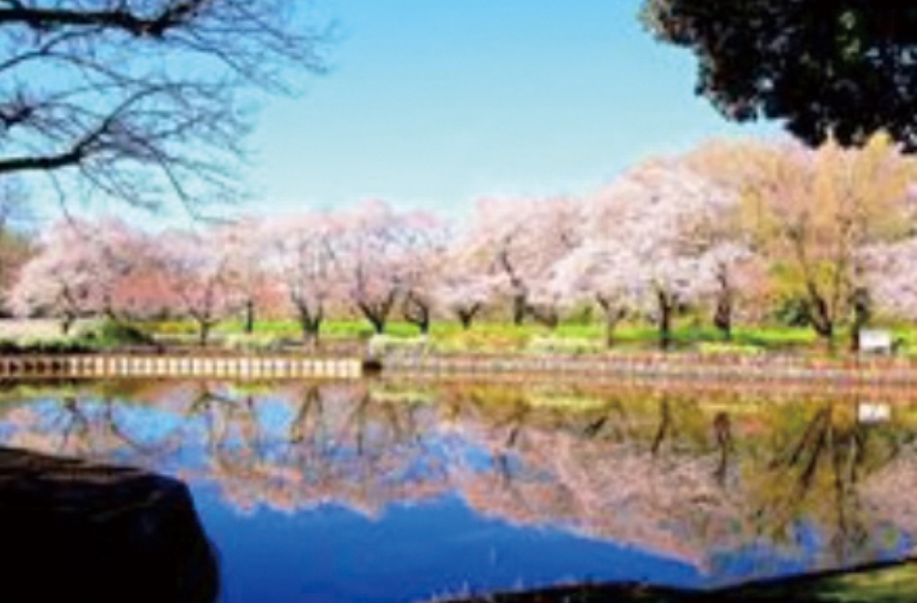 「上尾さくらまつり」