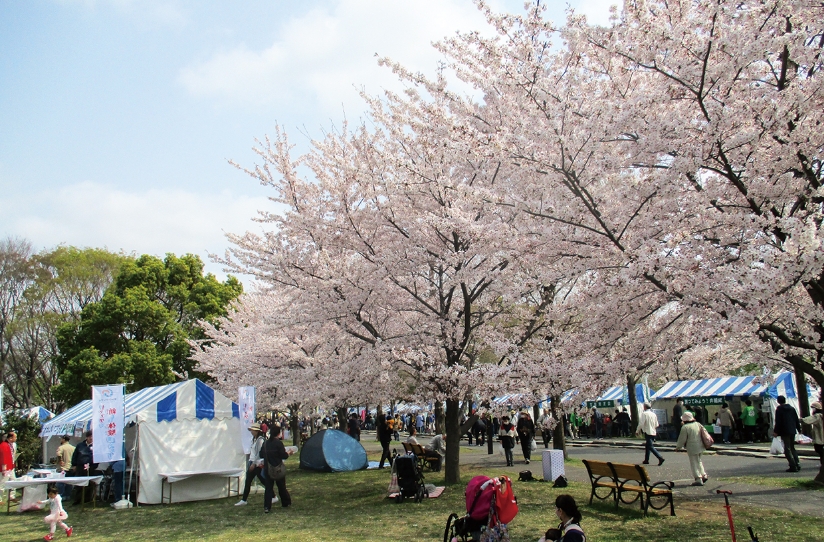舎人公園 千本桜まつり