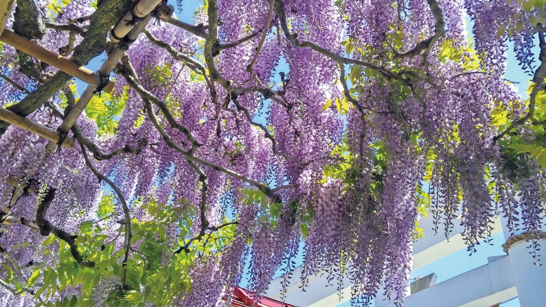 宮城・神社仏閣 花巡礼