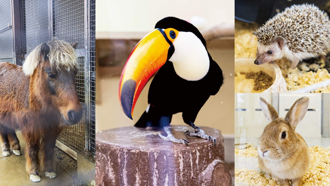 新しくなっても変わらない優しさ 河北町児童動物園