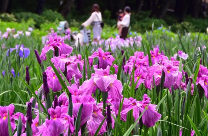 「令和8年 あげお花しょうぶまつり」