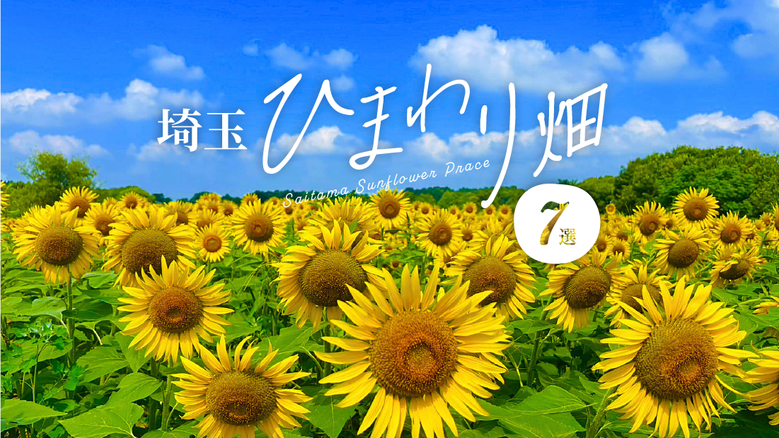埼玉の絶景ひまわりスポット7選！カフェ・水遊び・ライトアップで猛暑でも快適