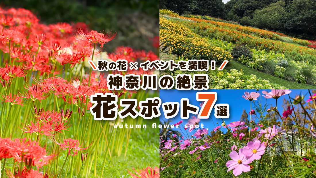 秋の花×イベントを満喫！神奈川の絶景 花スポット7選