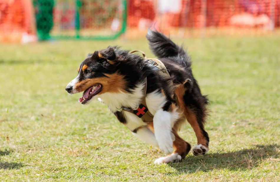 「YOKOHAMA GOGO DOG FES 2026 Autumn」